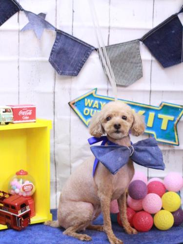 20230409シュシュちゃん